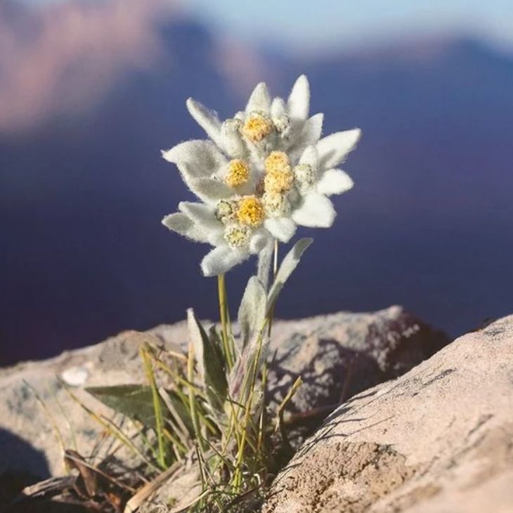 edelweiss